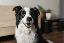 Happy dog enjoying a clean backyard
