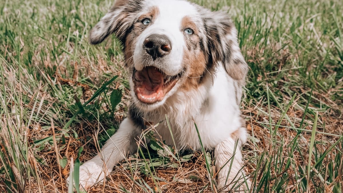 Dog in a clean backyard after professional waste removal in Tampa Bay